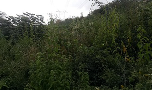 Limpeza-Faixa-Servidao-Alta-Villa-Jardinagem-02 ANTES