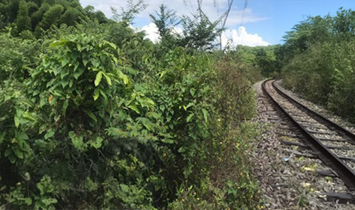 Limpeza-Faixa-Servidao-Alta-Villa-Jardinagem-05 ANTES