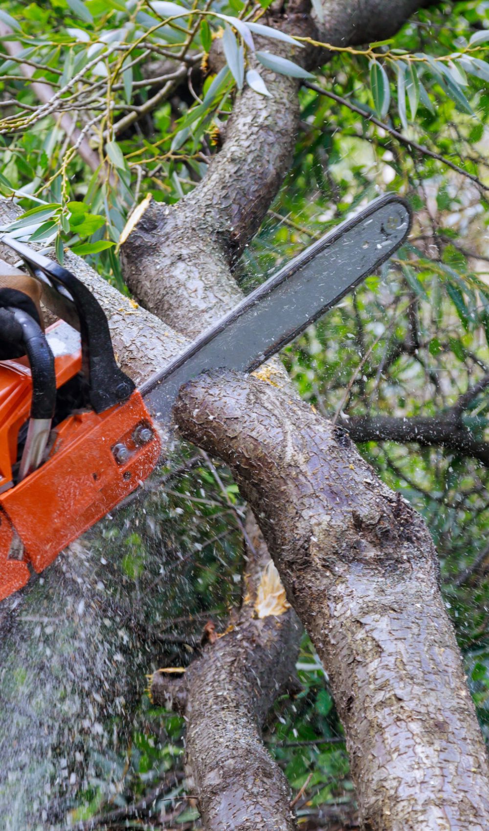 Broken the trunk tree after hurricane of man is cutting a tree with a chainsaw
