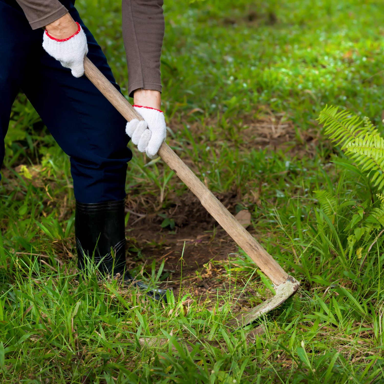 Man  weeding his garden with hoe.
 Adult male digging weed  in his green grass lawn with sunlight background.