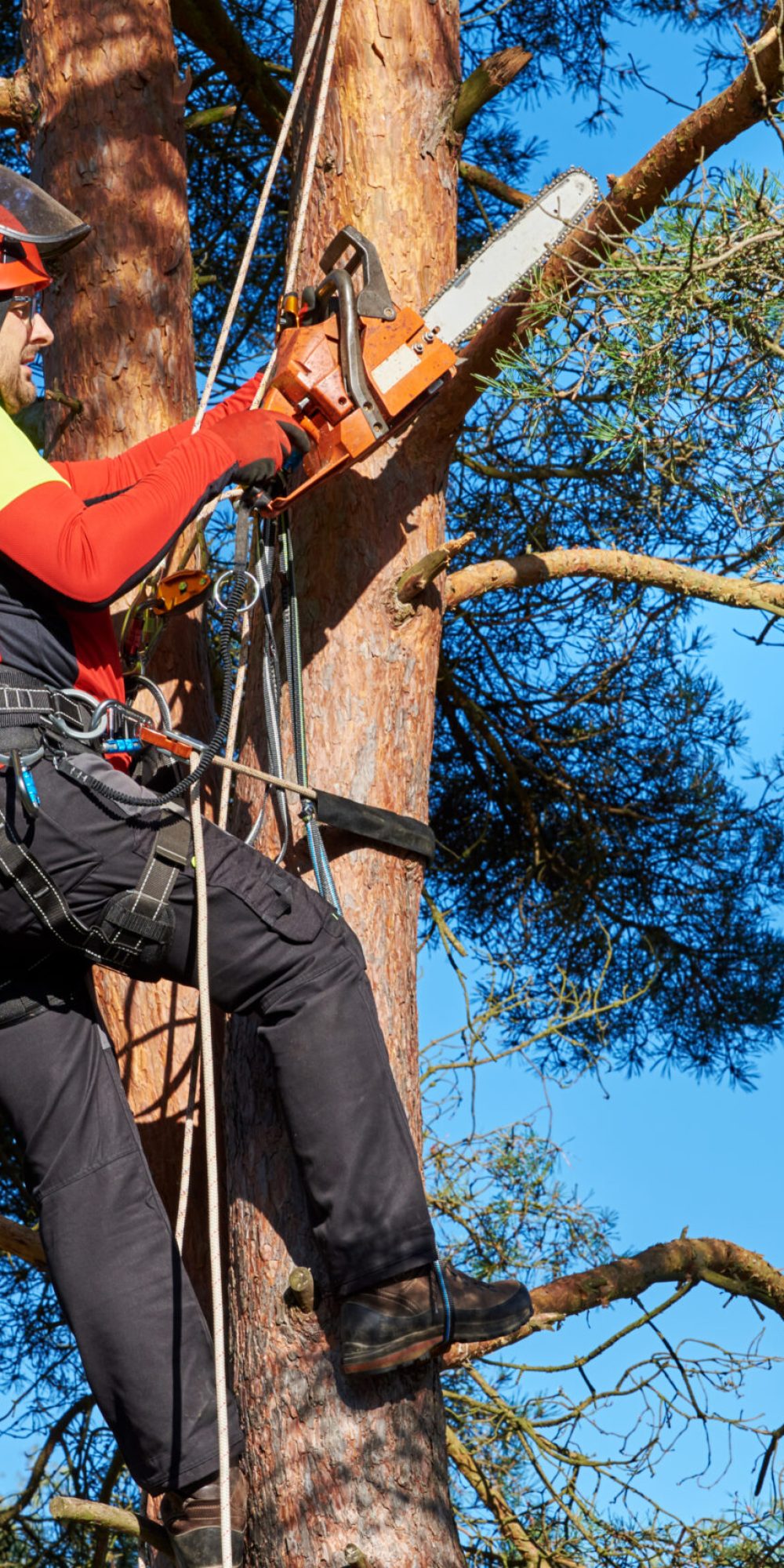 Lumberjack with saw and harness climbing a tree
